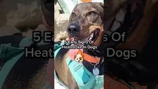 5 Early Signs Of Heatstroke In Dogs 