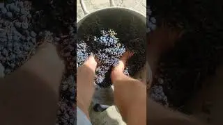 Сентябрь - время собирать виноград! С октября по апрель пиво практически не пью. #Вино наше все!