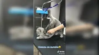 Funny animals to laugh at Lustige Tiere zum lachen 🤭🤭🤭