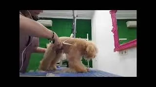 Corte a tijera Peluquería Canina Suaves
