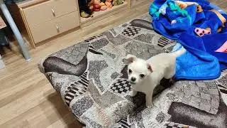 Доберман гуляет. Чихуахуа!