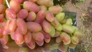 Первый виноград на моём винограднике.