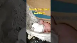 Welcome to this world baby swiftlets.