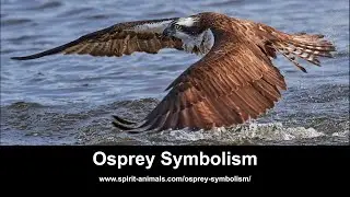 Osprey Symbolism