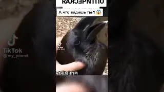 что видишь ты?