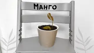 ❗Инструкция❗ Как вырастить МАНГО🥭 