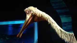 Short Cuts: Finding Nemo - The Musical, Disney's Animal Kingdom, Walt Disney World Resort