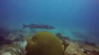 Barracuda in Cozumel, Mexico - June 2015
