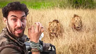 I FILMED A LION FIGHT IN AFRICA! (BUFFALOES RAN TOWARDS US)