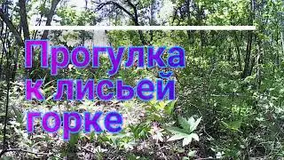 Walk to the fox hill (former shooting range)