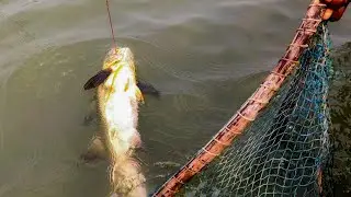 Big Fish Caught। সুন্দরবনে বড়শিতে বড়ো মাছ ধরা পড়েছে। Adventure in Sundarban...