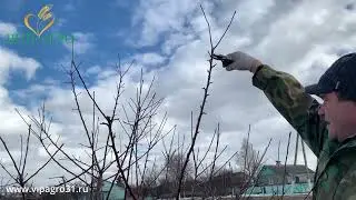 Обрезка садовых деревьев февраль 2022 Веретено
