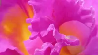 Lindas Orquídeas - Saiba Como Cultivar Lindas Orquídeas