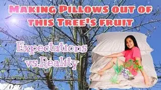 Making Pillows out of Doldol Tree (Process)