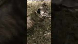 Thank You For Being My Service Dog