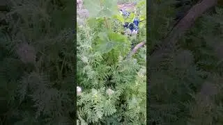Сидераты как растительные остатки, как питание для растений.