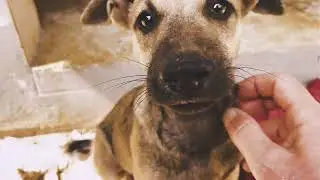 Feeding hungry streetanimals