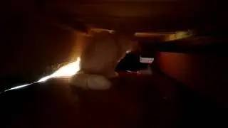 Кот Кузя и лабрадор Деймон.