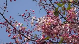 Cassia javanica ชัยพฤกษ์