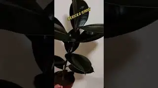 FICUS ELASTICA #plantas #ficus #como #erickaionnyplantas