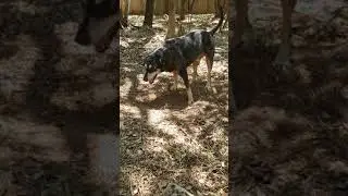 Diggin holes