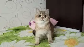 Дейзи Безухов, 11 месяцев