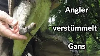 Angler verstümmelt Kanadagans - Tiernotruf #88
