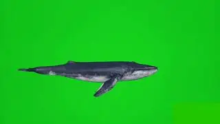 Megalodon
