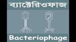 Bacteriophage
