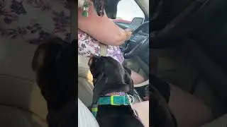 Dog pets Dog