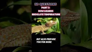 PT 3: Lizard Adaptations: How They Control Temperature | 3-D Questions from Steamspirations