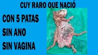 Cuyes con Deformaciones