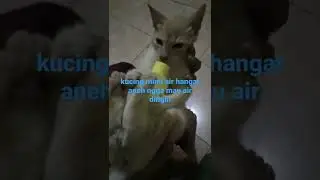 kucing mimi air hangat aneh nya ngga mau air dingin (20 Juli 2022)