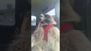 Витя балдеет от ветерка в машине
