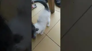 cat4