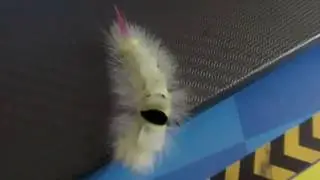 *ГУСЕНИЦА  С РОЗОВЫМ ХВОСТОМ*