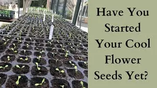 Have You Started Your Cool Flower Seeds Yet?