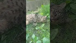Котик: За жизь без блох😂🥂