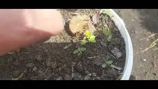 578.Барбарис ,черенки этого года и прошлогодние.