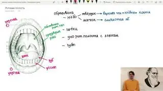 Ротовая полость