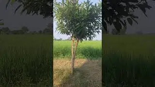 Beautiful Pilkan tree🌳#shorts #plants
