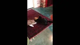 Lola picks a fight