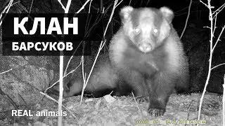 Badgers! CLAN, MEMBERS & GANG violence