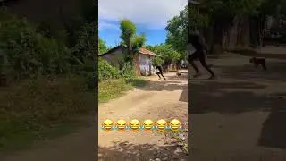 dog chasing funny 🤣💯😂