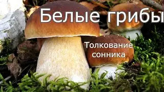 Белые грибы - толкование сонника