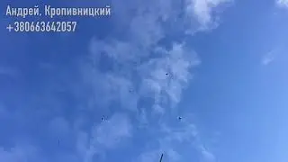 Голуби