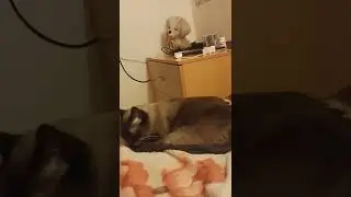 кот Моня на отдыхе