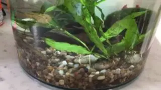 Radical acceptance of my celibate red cherry shrimp