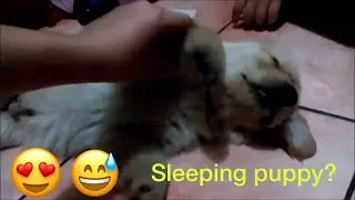 My Sleeping Puppy Won't Wake Up and Gets Scared
