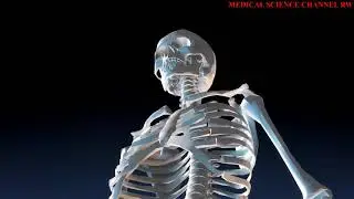 Know the human skeletal system easily